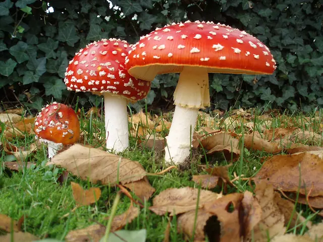 Seta amanita Muscaria